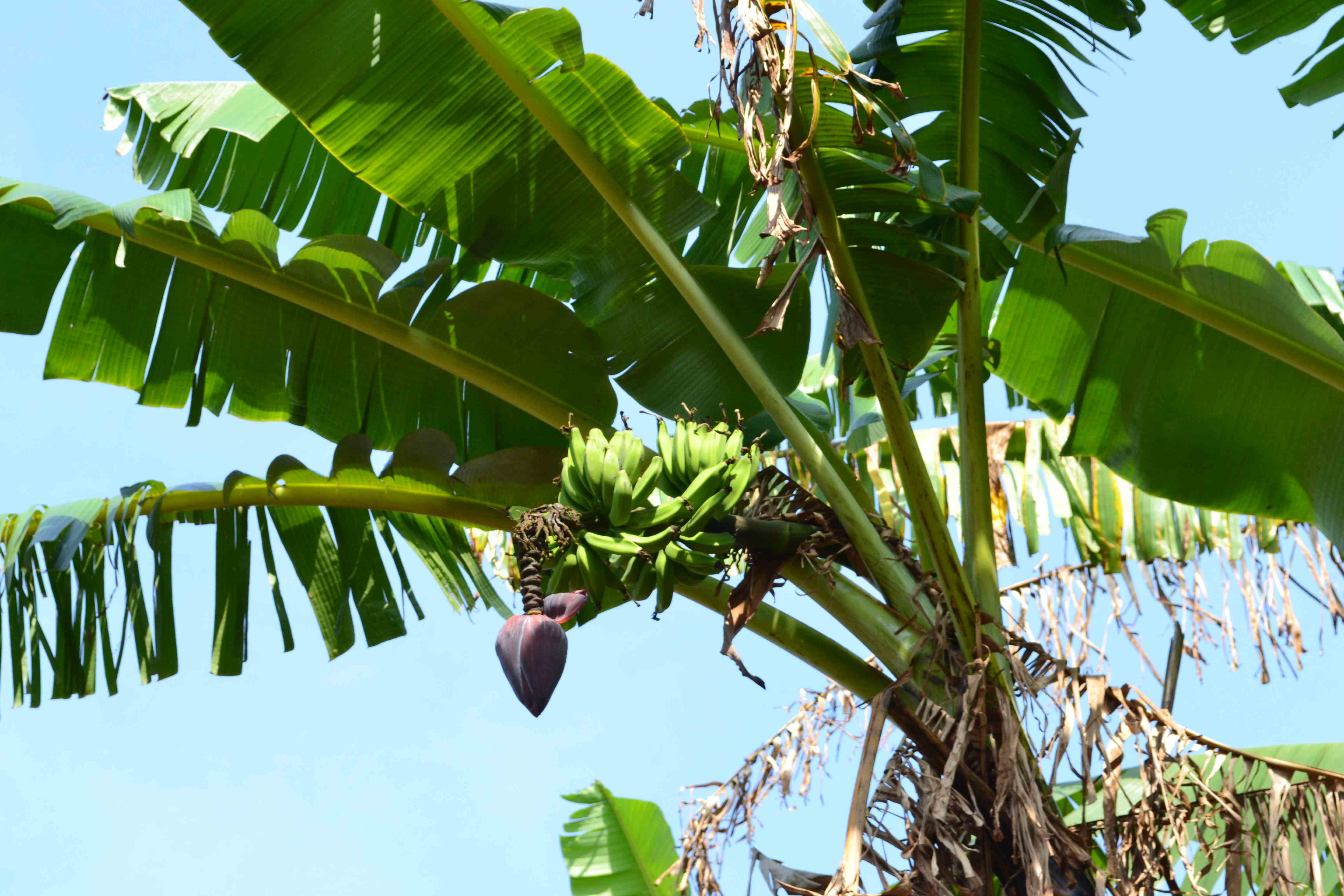 Banana Tree Image