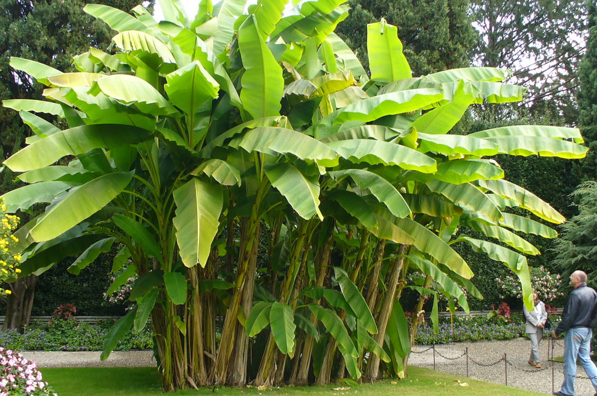 Banana Tree Photo
