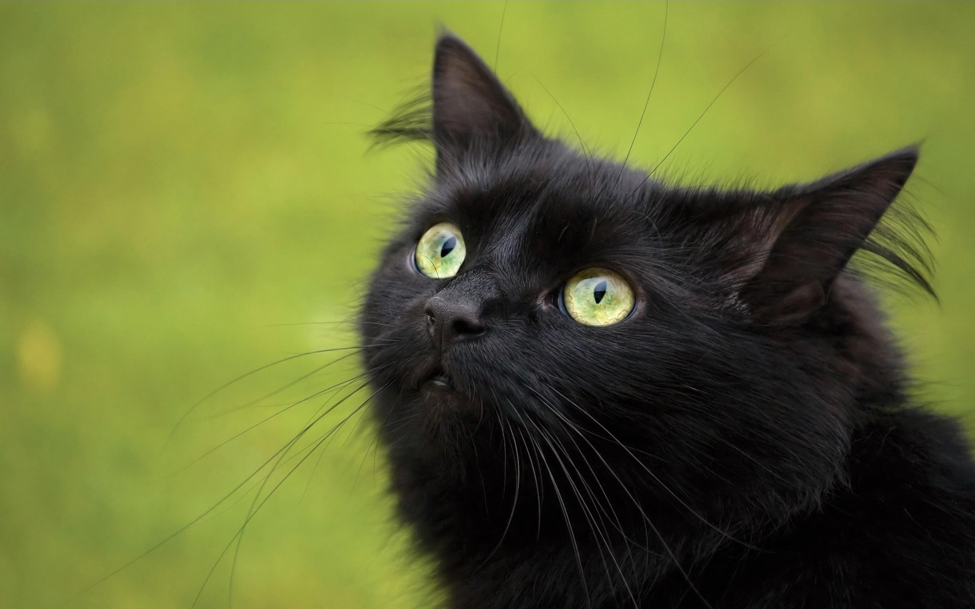 Black Cat Image