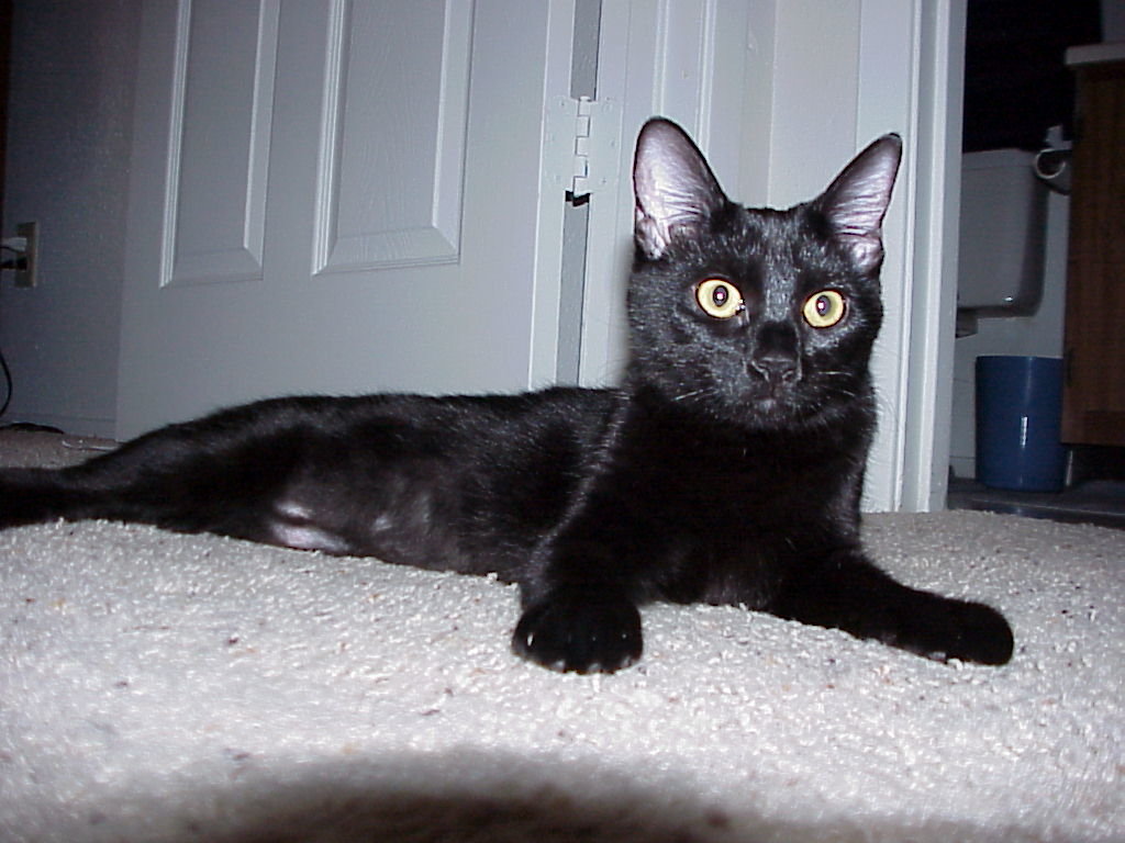 Black Cat Photos