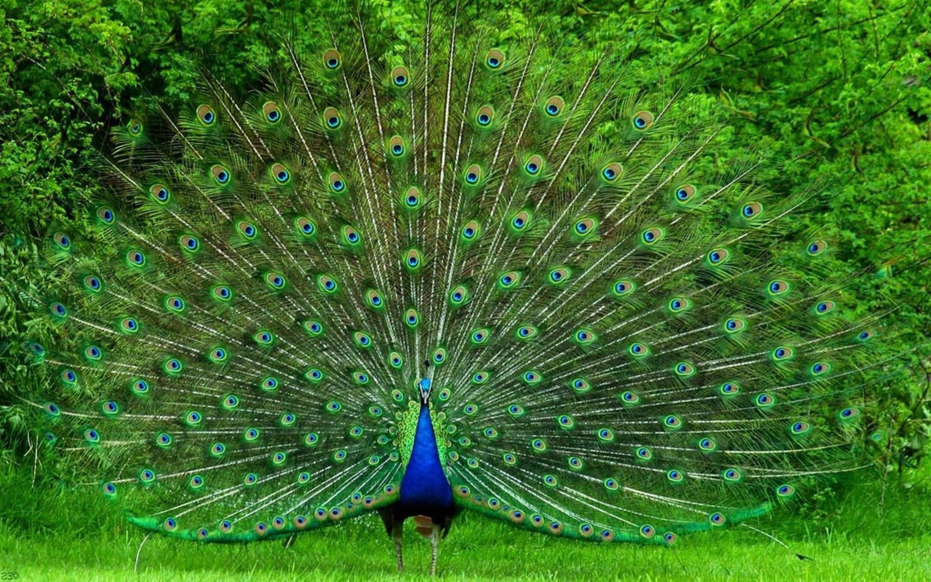 Blue Peacock Photos