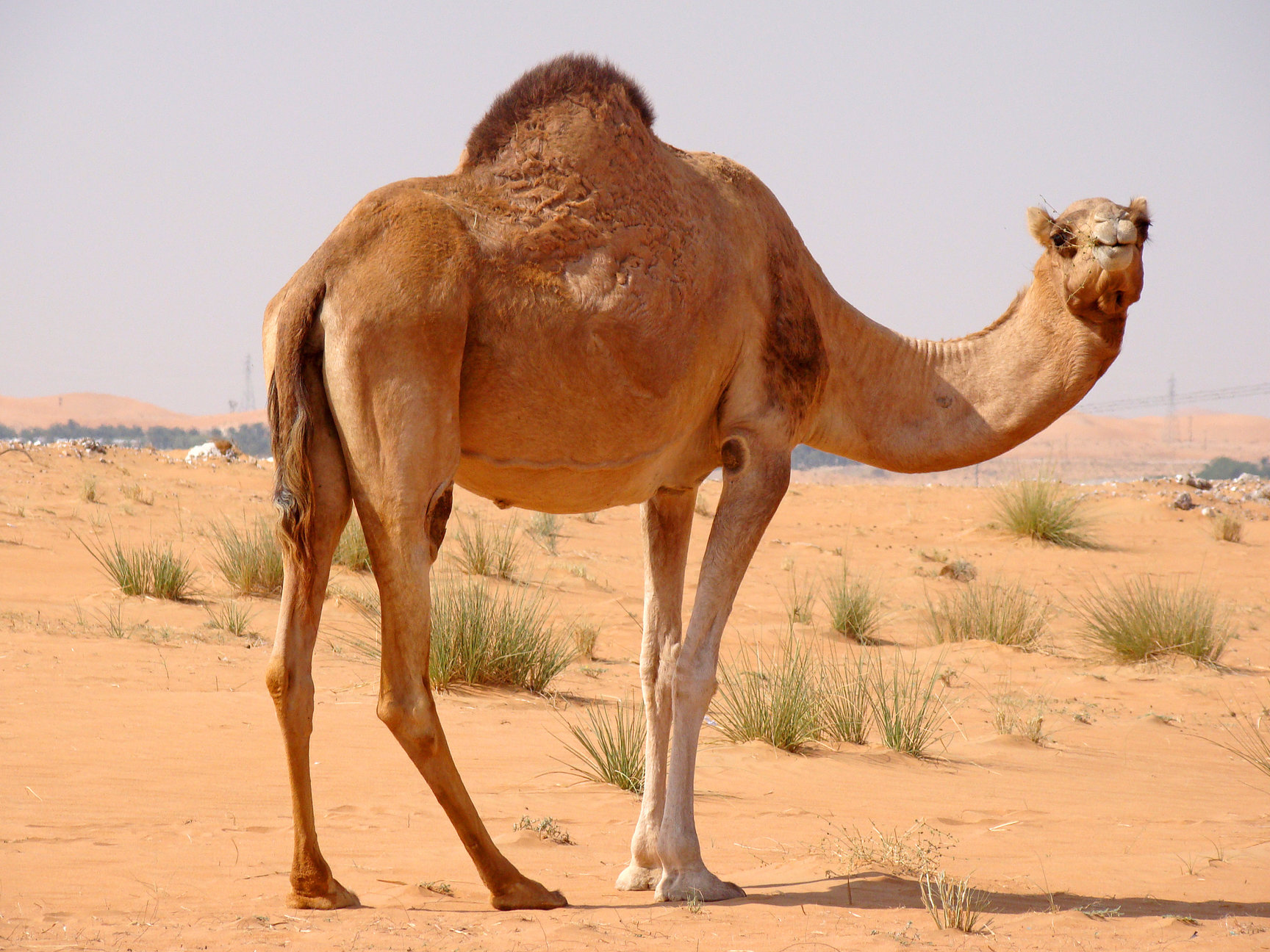 Desert Animal Pictures