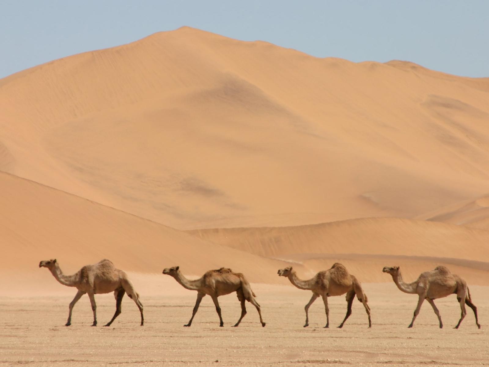 Desert Desktop Hd Animal Camel Wallpapers