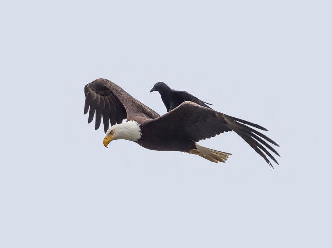 Eagle Above Crow