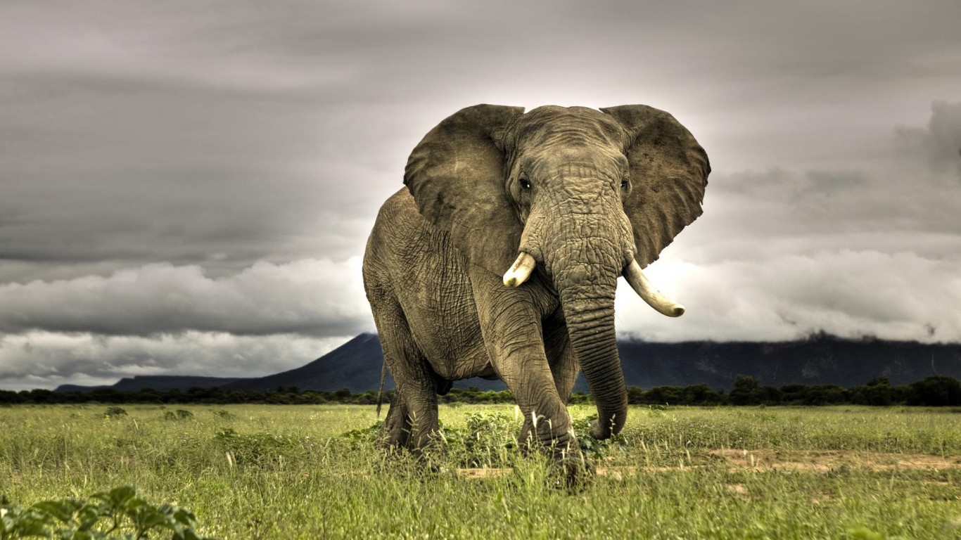 Elephant Animal Pictures