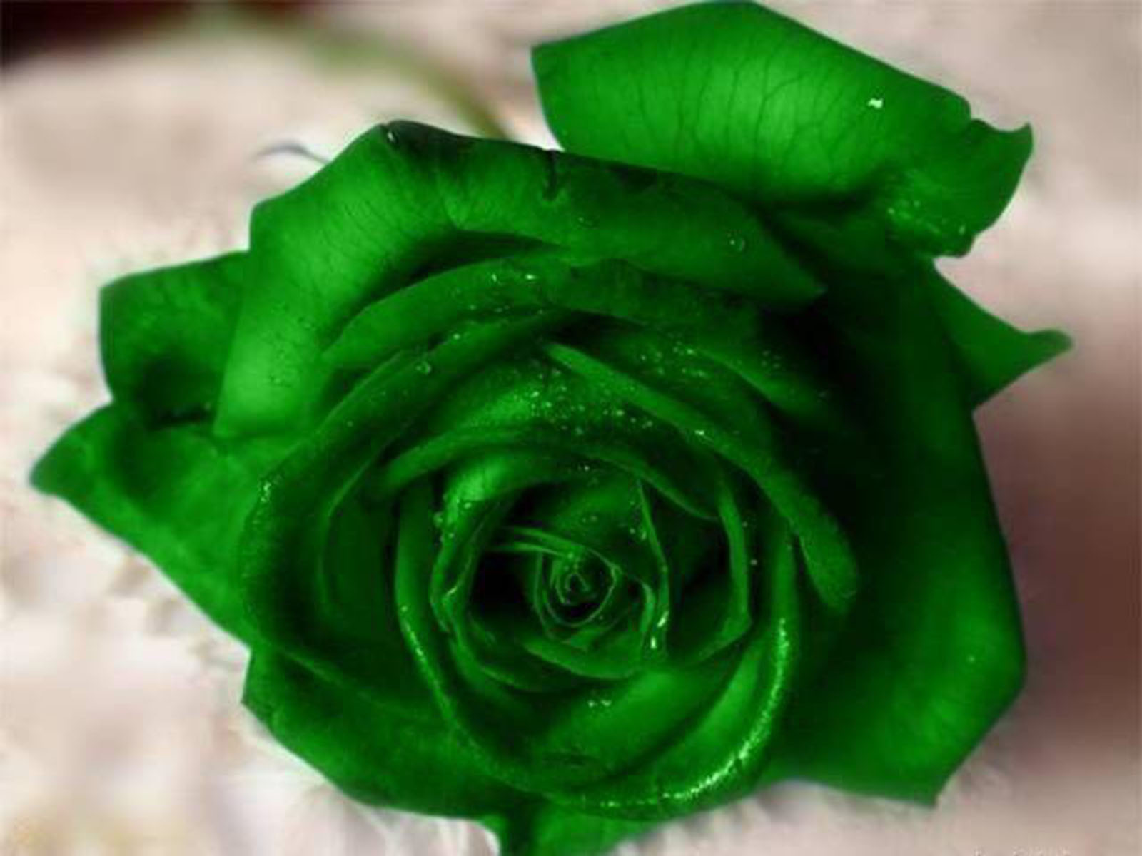 Green Rose Flower Pictures
