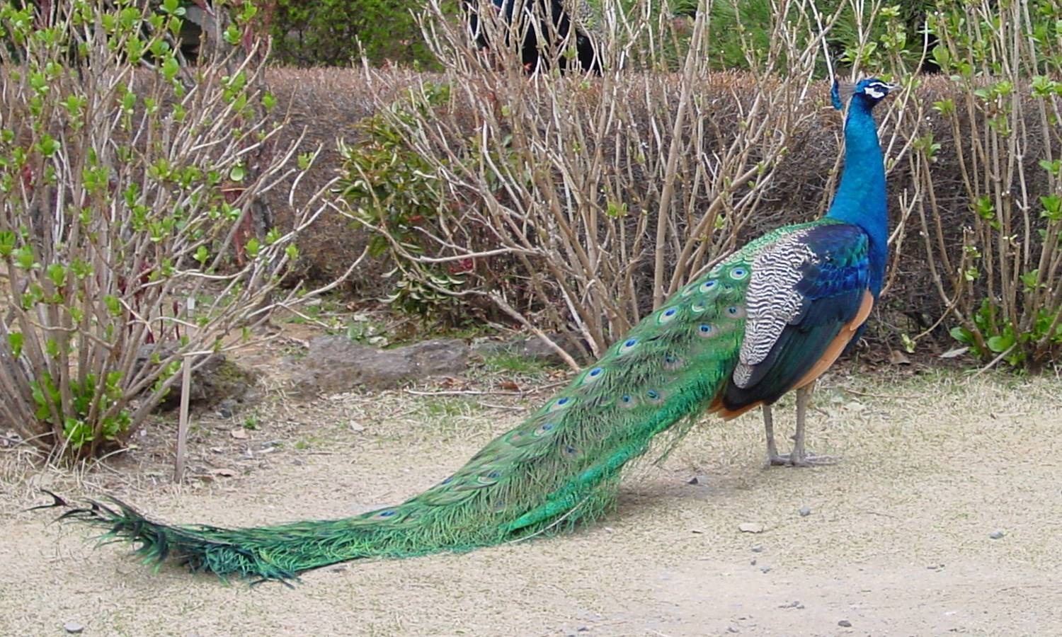 Indian Peacock Photos