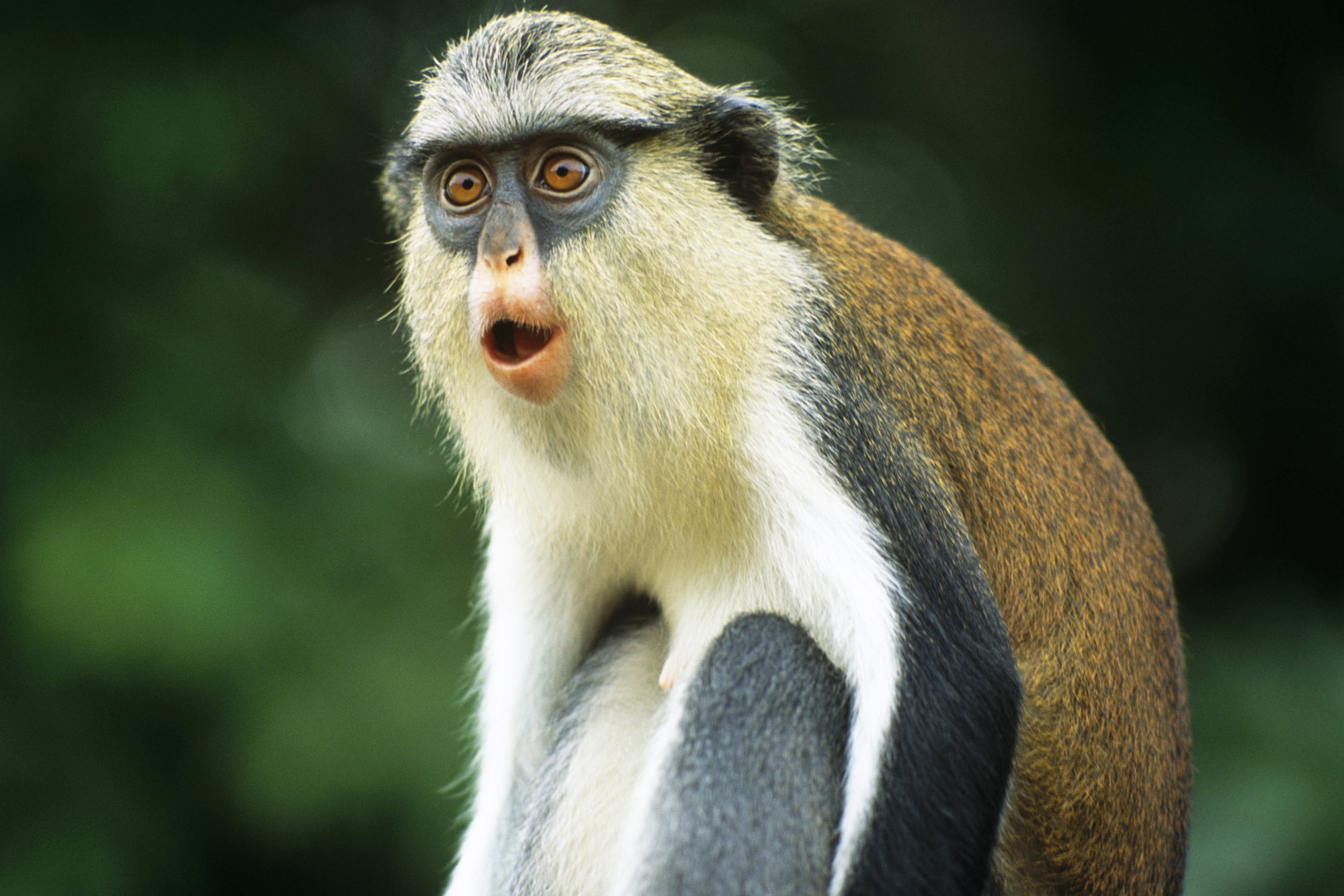 Monkey Aniaml Image