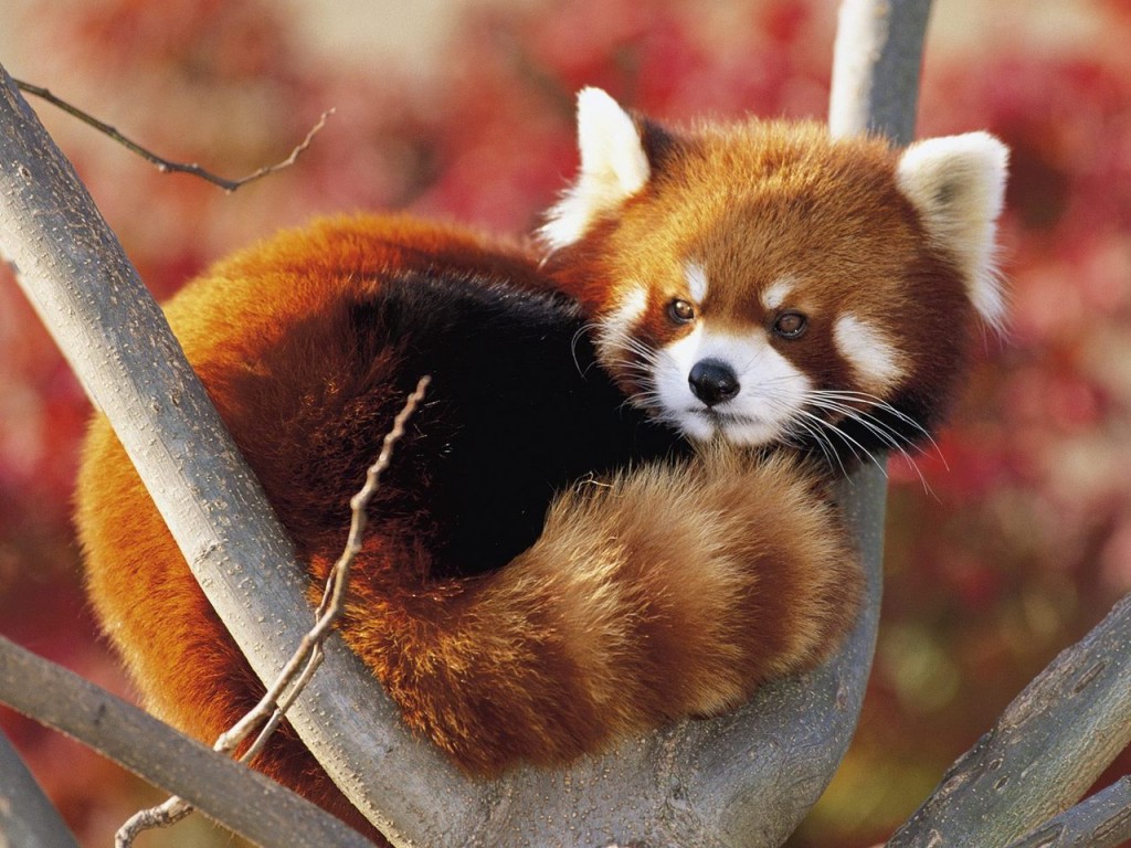 Red Panda Image