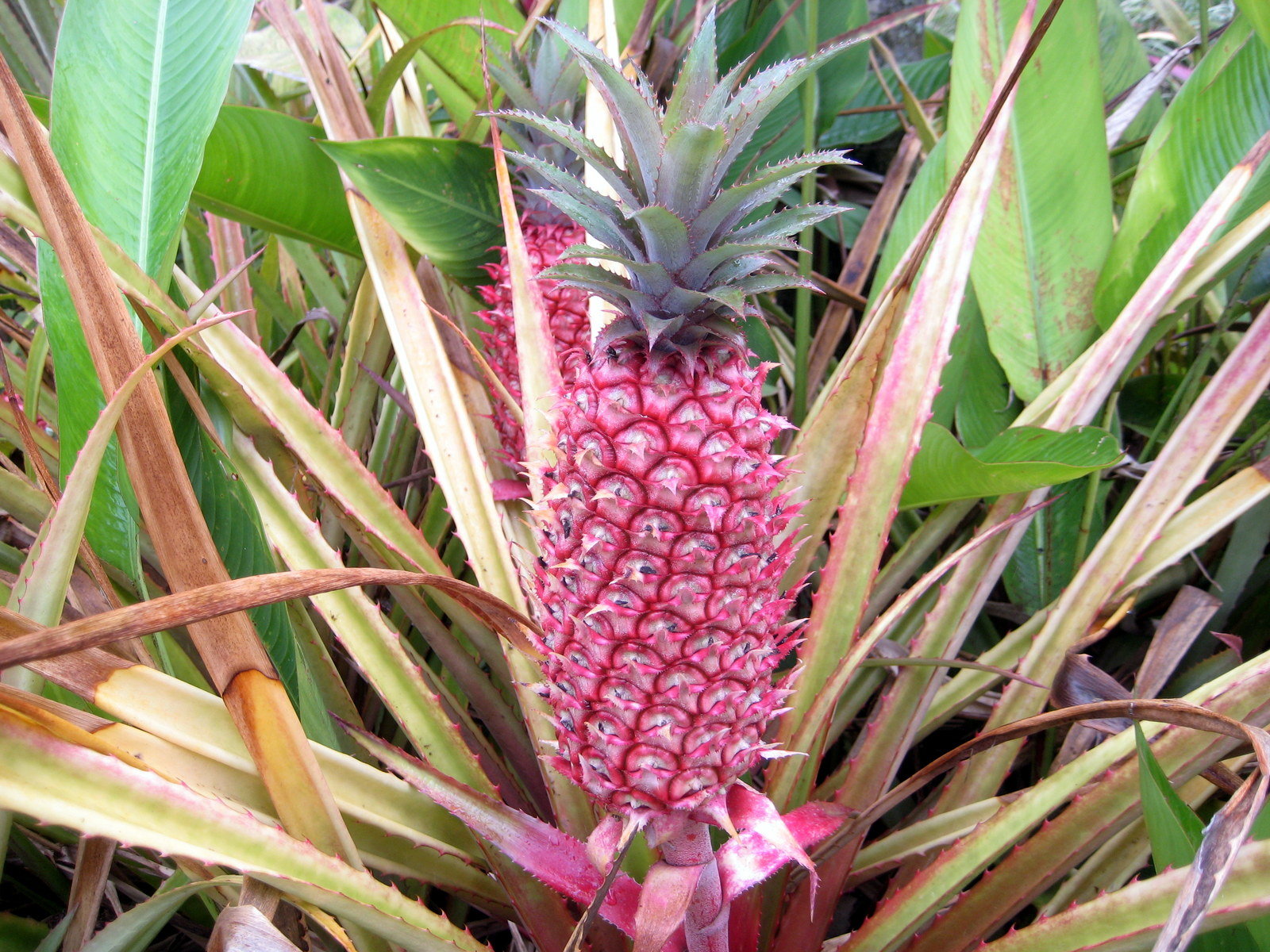 Red Pineapple With Tree Pictures