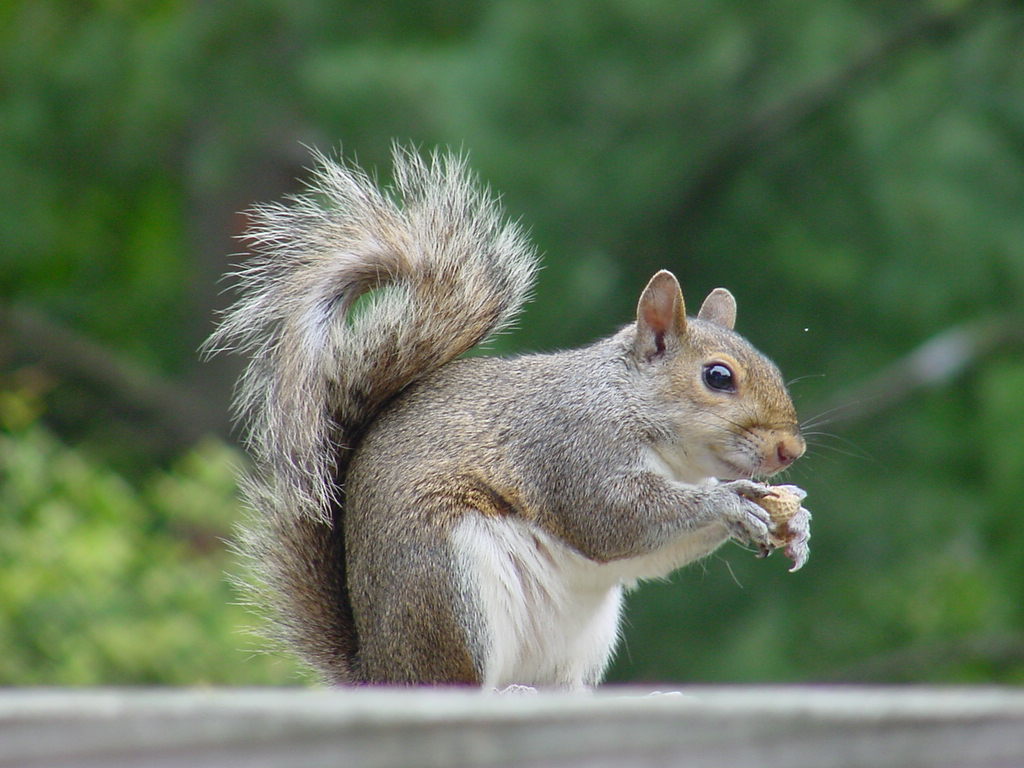 Squirrel Eating Picture