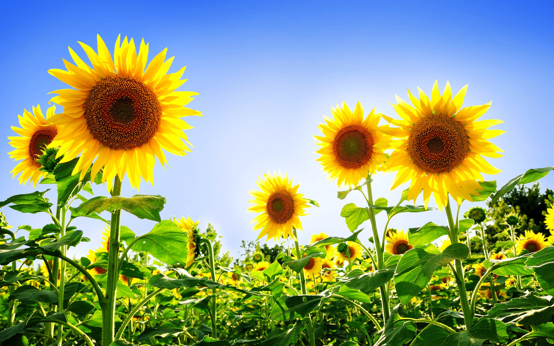 Sunflower Desktop Hd Wallpaper
