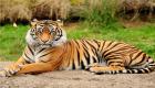 Tiger picture