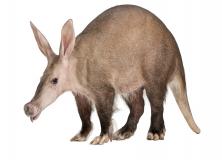 aardvark pictures