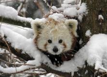 red panda pictures