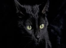 black cat photos