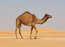 camel pictures