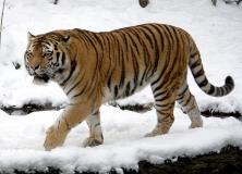 tiger pictures
