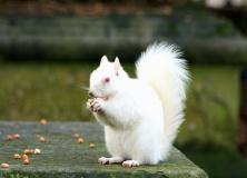 white squirrel pictures