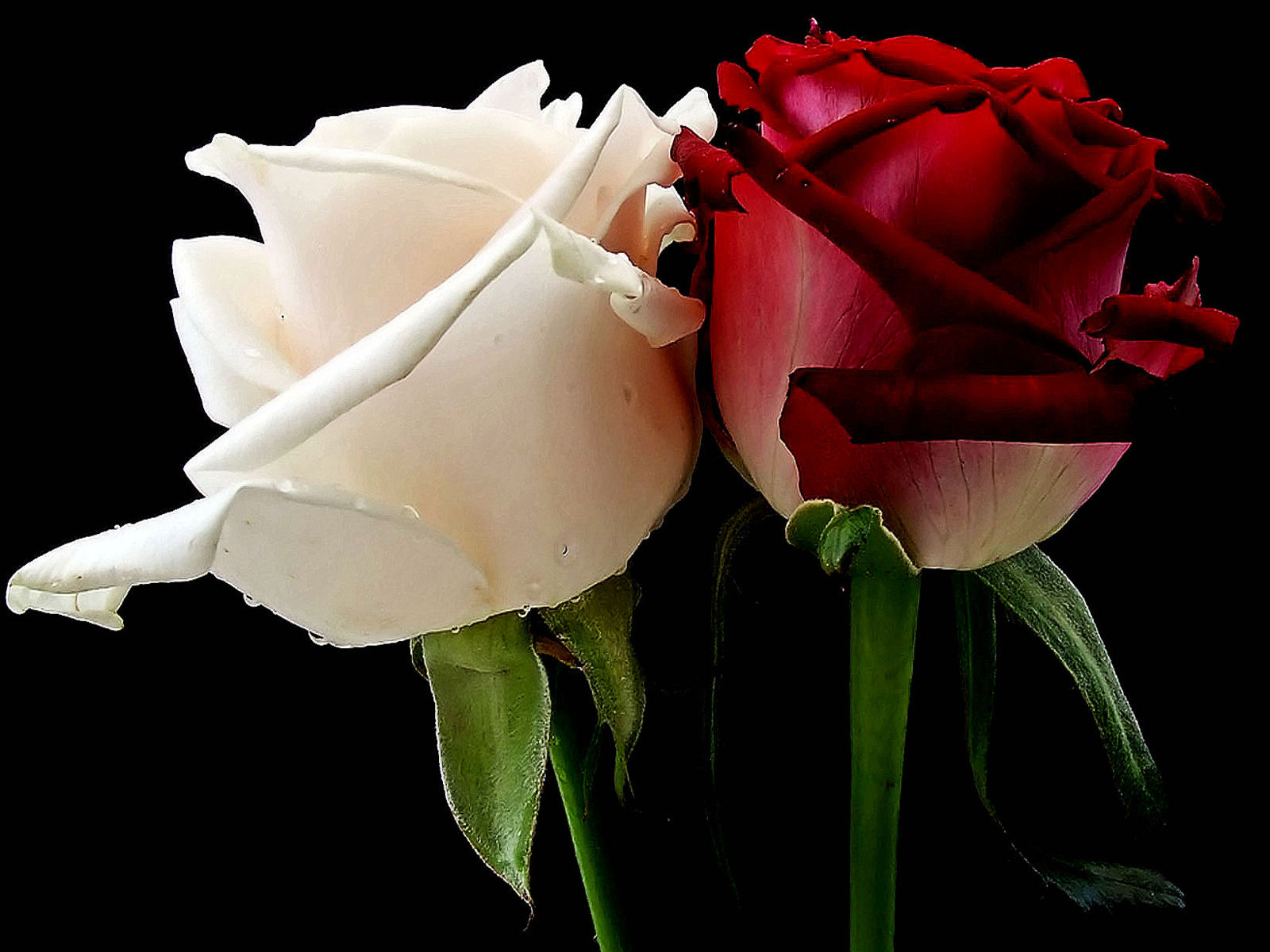 White And Red Rose Pictures