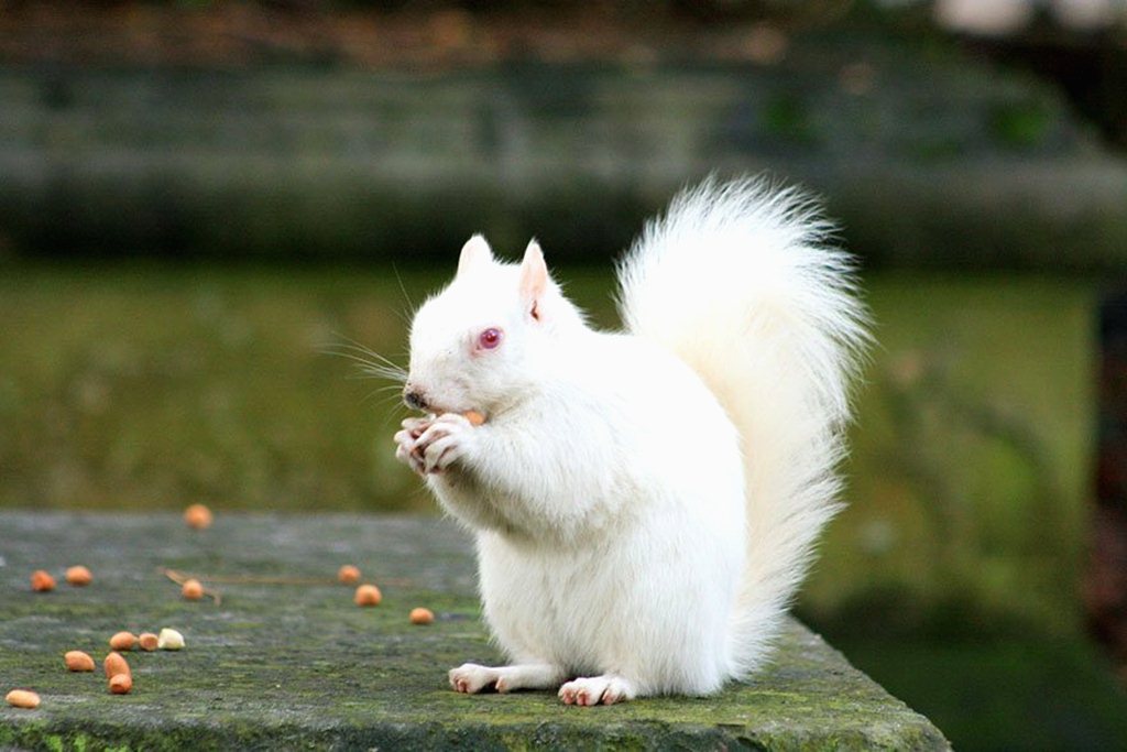 White Squirrel Cute Image