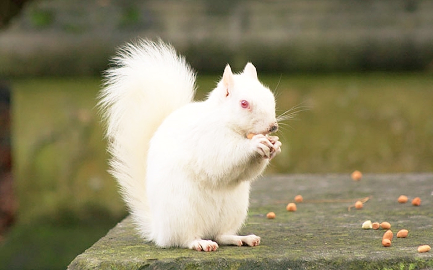 White Squirrel Cute Photos