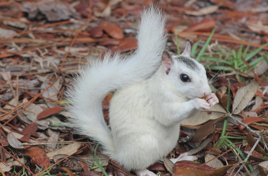 White Squirrel Photos