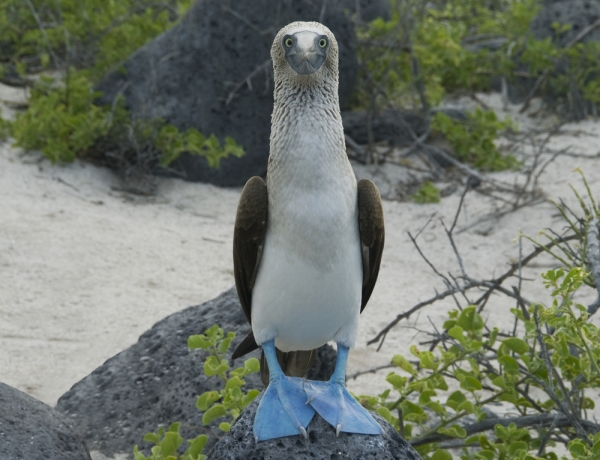 Abbotts Booby Bird Pictures