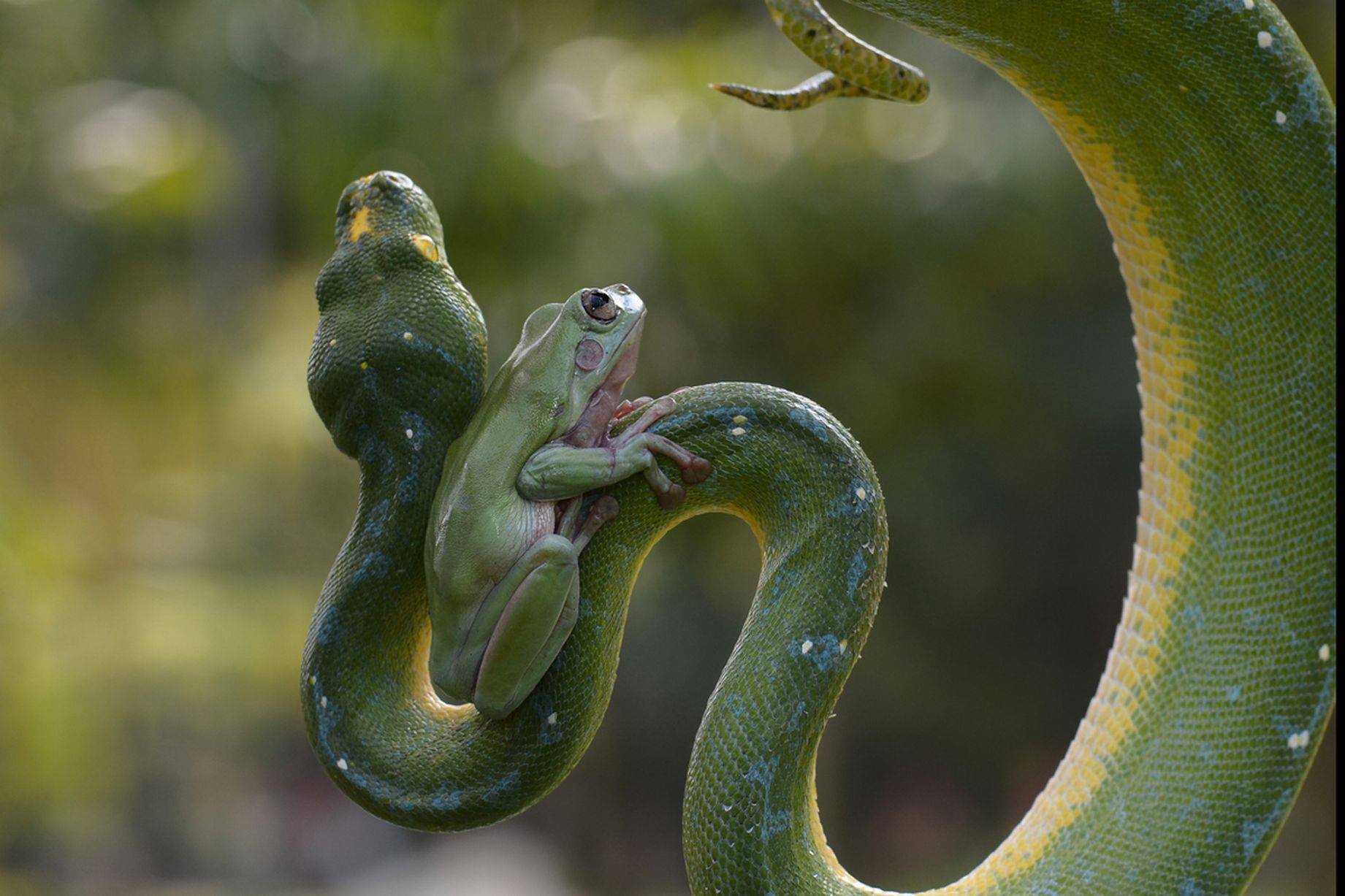 Green Snake With Green Frogs