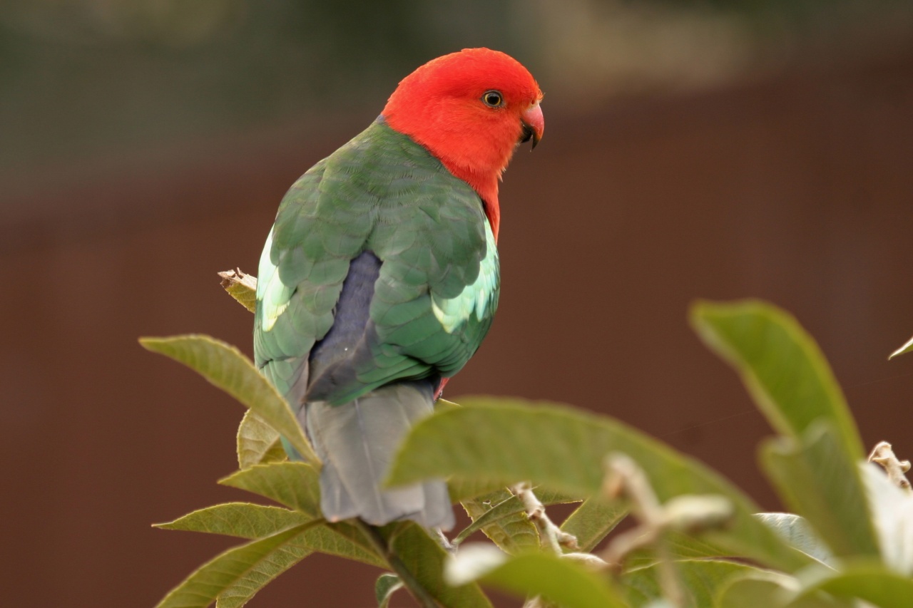 Parrot Bird Photos