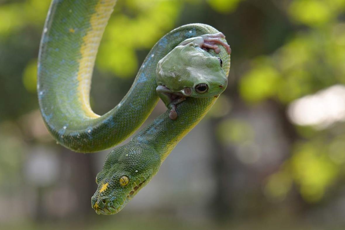 Snake Above Frog