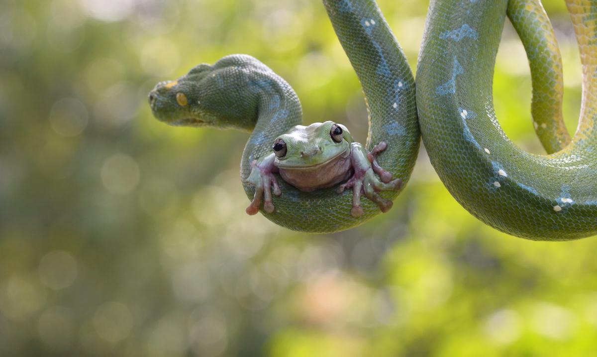 Snake With Frog Fight