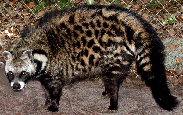 African Civet Animal Photos