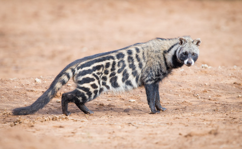 African Civet Photos