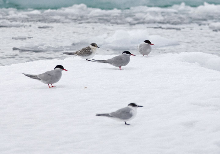 Antarctic Tern Many Bird Pictures