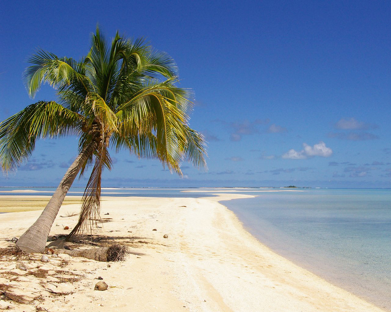 Coconut Tree Image