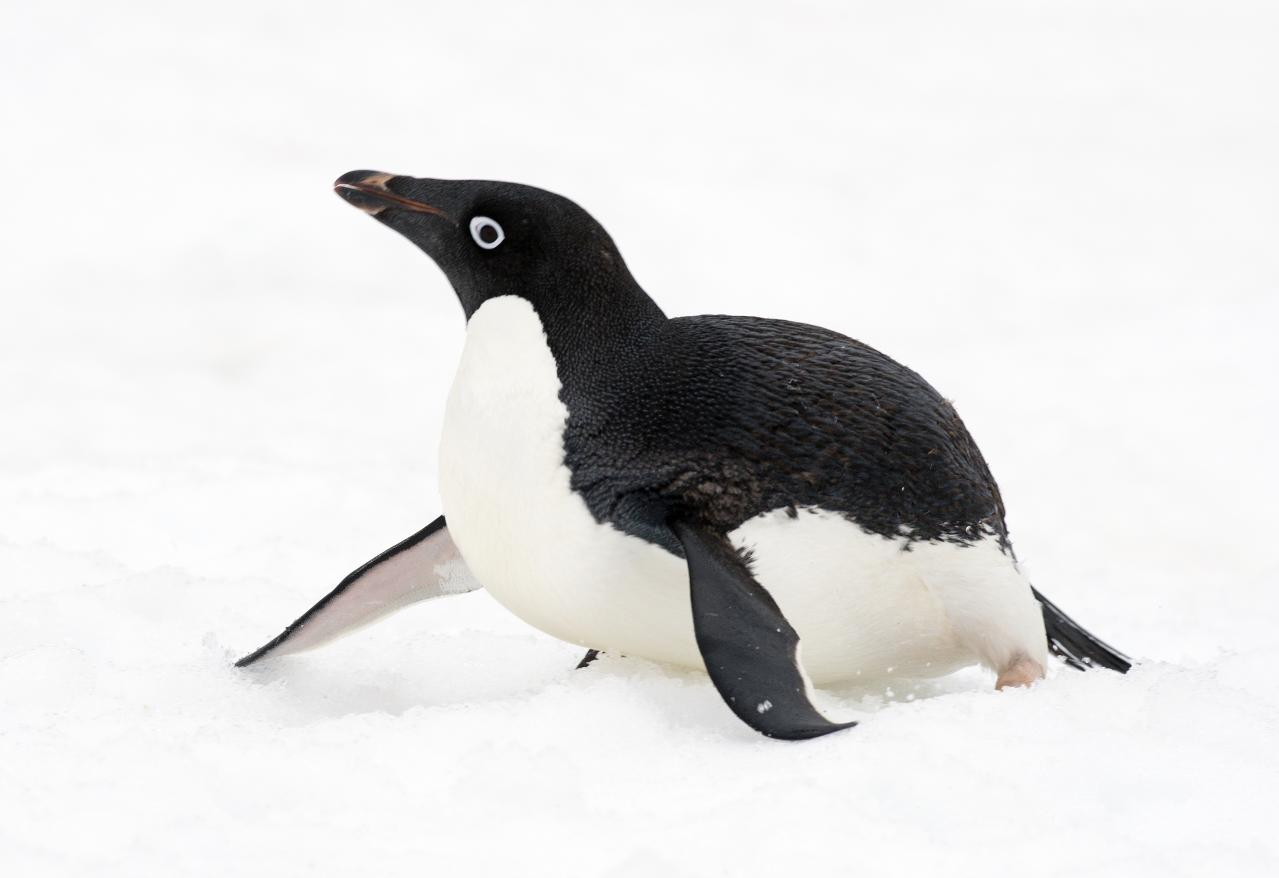 Cute Adelie Penguin Pictures