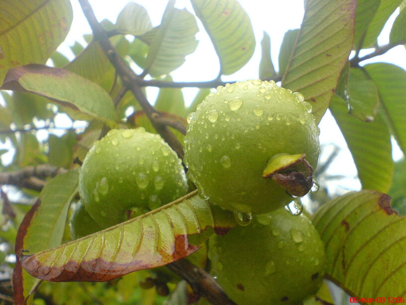 Green Guava Pictures