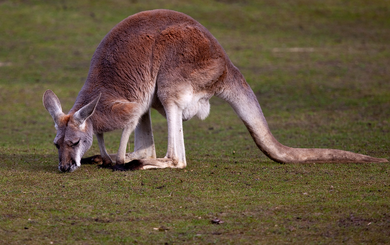 Kangaroo Photos
