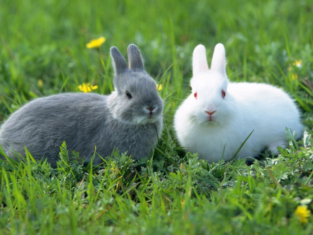 Pair Rabbit Animal Photos