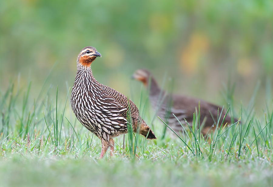 Swamp Francolin Bird Pictures
