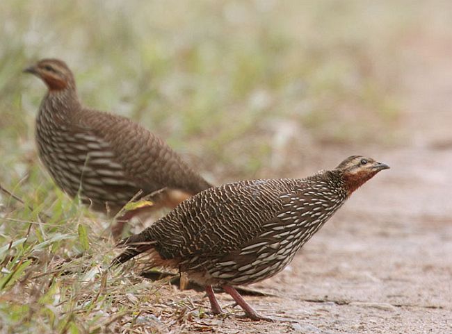 Swamp Francolin Pair Pictures