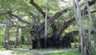 Ficus benghalensis gallery