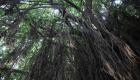 Ficus benghalensis slideshow