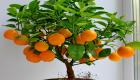 Orange tree picture