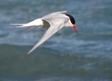 antarctic tern pictures