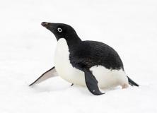 Adelie penguin pictures