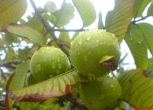 guava pictures