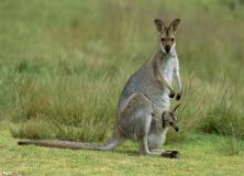Kangaroo pictures