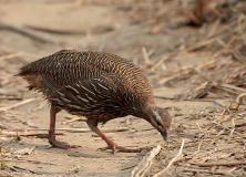 swamp francolin pictures